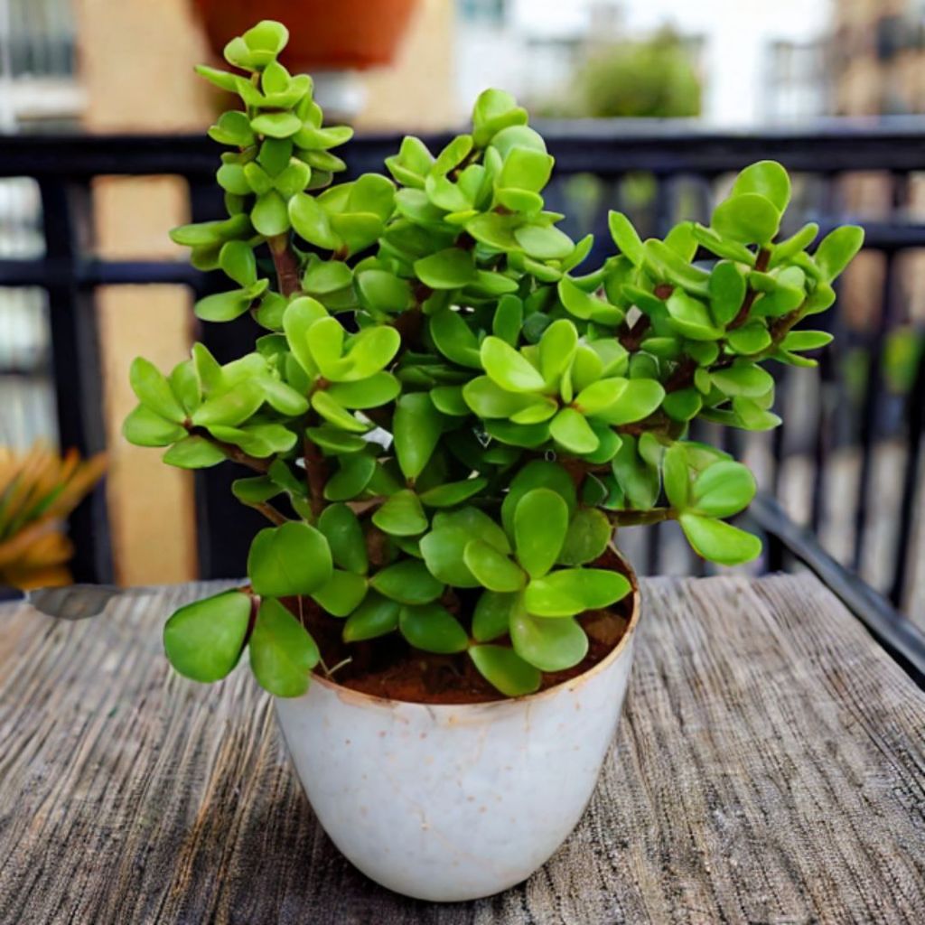 Jade in 4 Inch White Premium Orchid Round Plastic Pot