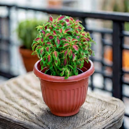 Coleus Small Leaf (~ 1 Ft) in 7 Inch Terracotta Red Olive Plastic Pot