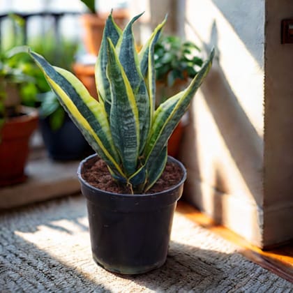 Snake Long Variegated in 5 Inch Nursery Pot - Best Low Maintenance Indoor Plant