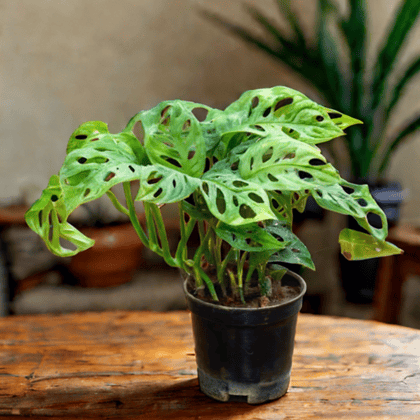 Monstera Broken Heart in 4 Inch Nursery Pot - Best Exotic Indoor Plant