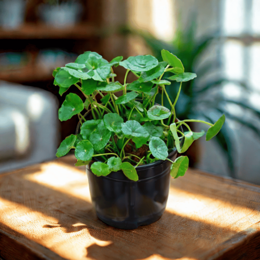 Brahmi Dollar / Pennywort / Coin Plant in 4 Inch Nursery Pot