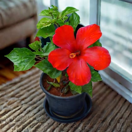 Hibiscus / Gudhal Dwarf Red in 5 Inch Nursery Pot