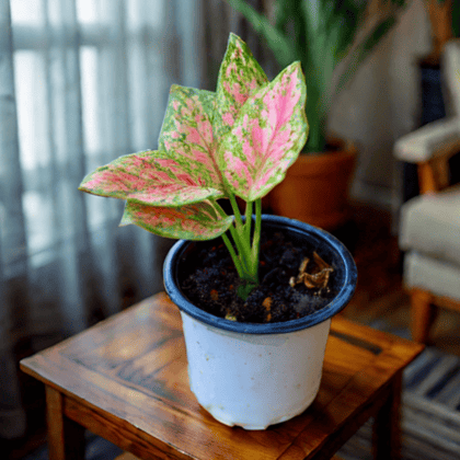 Aglaonema Pink in 4 Inch Nursery Pot