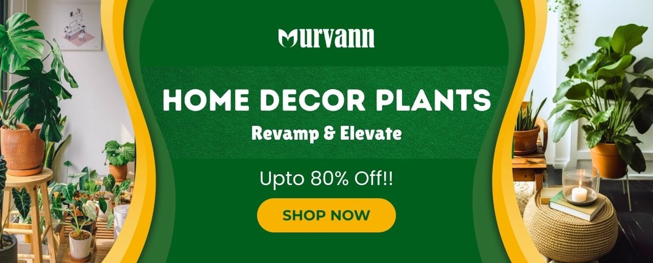 Home Decor Plants