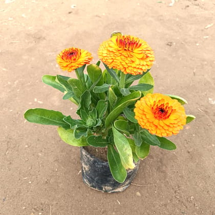 Calendula (any colour) in 4 Inch Nursery bag