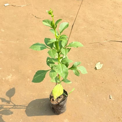 Dahlia Desi (any colour) in 3 Inch Nursery Bag