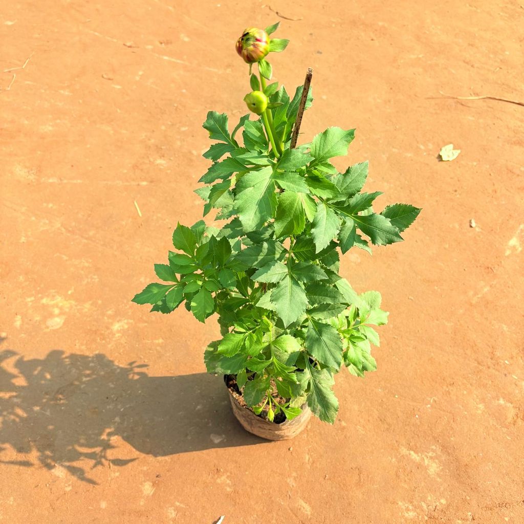 Desi Dahlia (any colour) in 5 Inch Nursery Bag