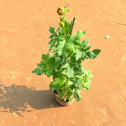 Desi Dahlia (any colour) in 5 Inch Nursery Bag