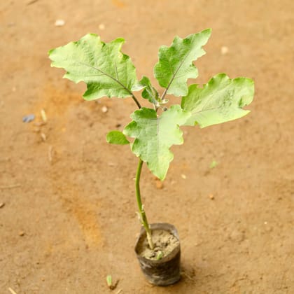 Baigan / Brinjal in 3 Inch Nursery Bag