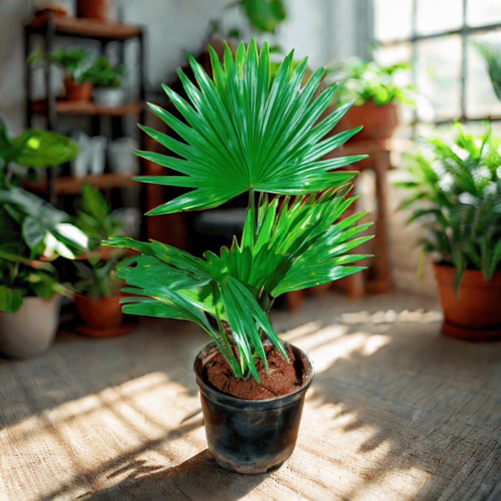 China Palm / Fan Palm in 5 Inch Nursery Pot (colour may vary)