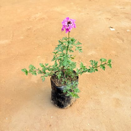 Verbena Desi (any colour) in 3 Inch Nursery Bag