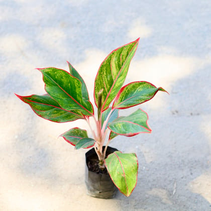 Buy Aglaonema Lipstick in 4 Inch Nursery Bag Online | Urvann.com