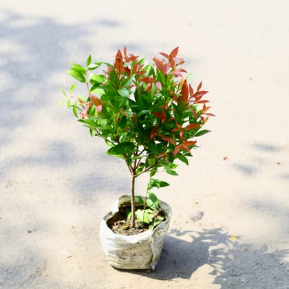 Buy Syzygium / Christina Ficus Red in 6 Inch Nursery Bag Online | Urvann.com