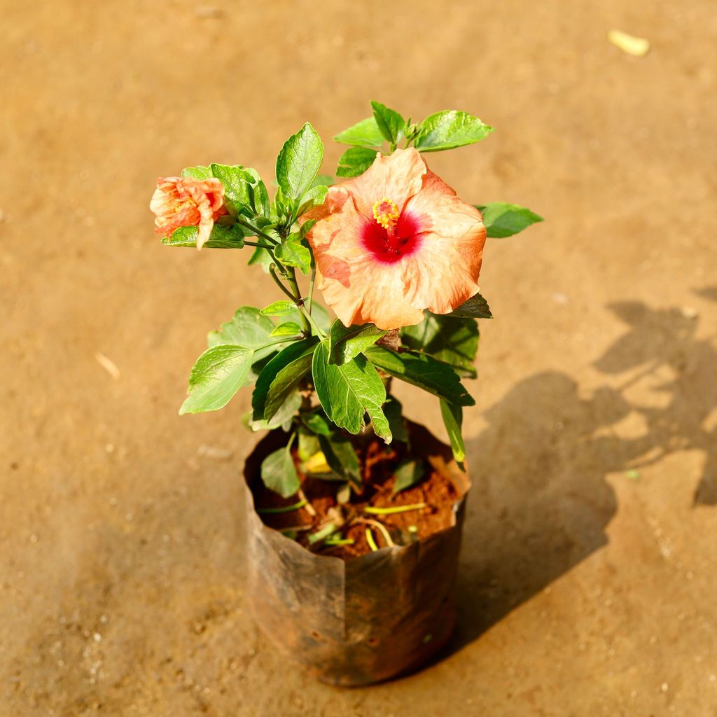 Hibiscus / Gudhal Dwarf (any colour) in 6 Inch Nursery Bag