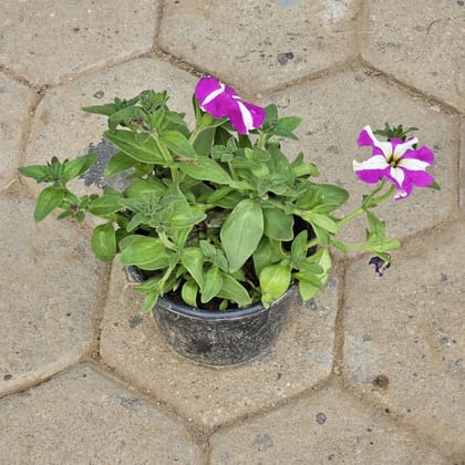 Buy Petunia (any colour) in 6 Inch Nursery Pot  Online | Urvann.com