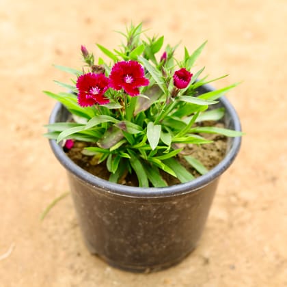 Buy Dianthus (any colour) in 6 Inch Nursery Pot Online | Urvann.com