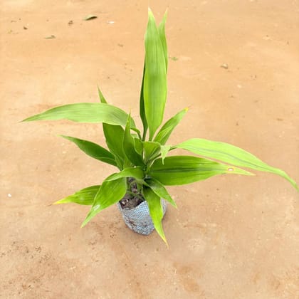 Lucky Bamboo in 4 Inch Nursery Bag