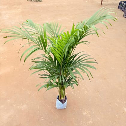 Areca (~ 3 Ft) in 6 Inch Nursery Bag