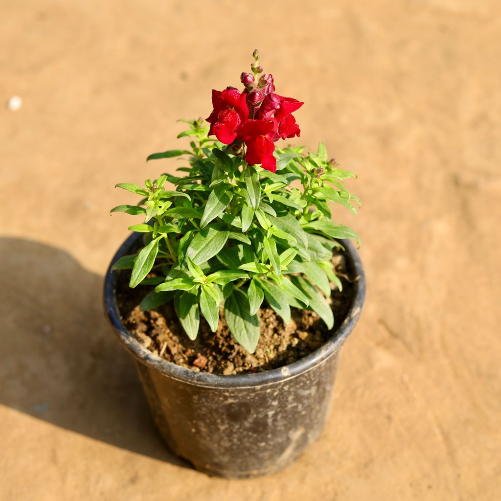 Antirrhinum Majus (Snapdragon) / Dog Flower (any colour) in 5 Inch Nursery Pot