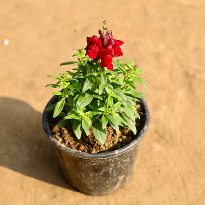 Buy Antirrhinum Majus (Snapdragon) / Dog Flower (any colour) in 6 Inch Nursery Pot Online | Urvann.com