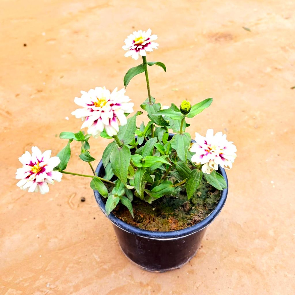 Zinnia Hybrid (any colour) in 5 Inch Nursery Pot