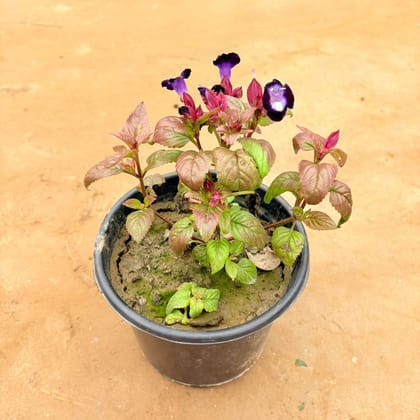 Wishbone / Torenia (any colour) in 5 Inch Nursery Pot