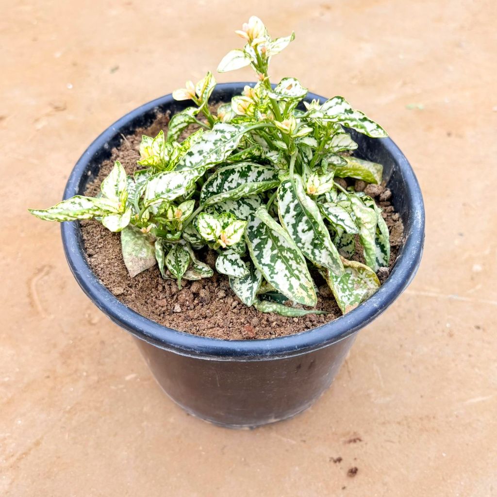 Hypoestes / Polka Dot (any colour) in 5 Inch Nursery Pot