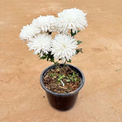 Chrysanthemum / Guldaudi / Guldawari (Any Colour) in 8 Inch Nursery Pot