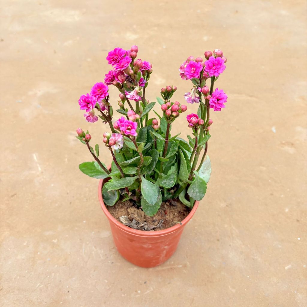 Kalanchoe (any colour) in 5 Inch Nursery Pot