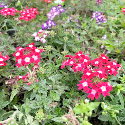 Set of 3 - Verbena (any colour) in 4 Inch Nursery Bag