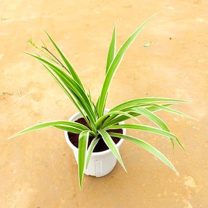 Spider in 6 Inch White Super Nursery Pot