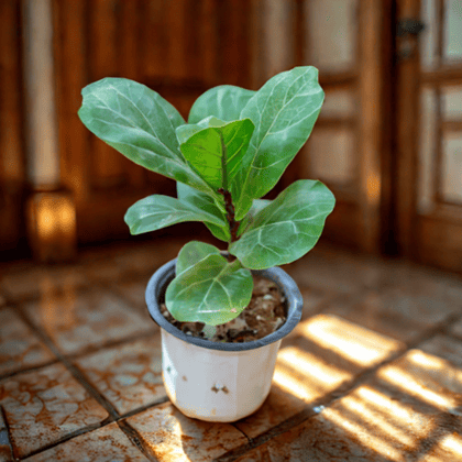 Fiddle Leaf Fig / Ficus Lyrata in 4 Inch Nursery Pot