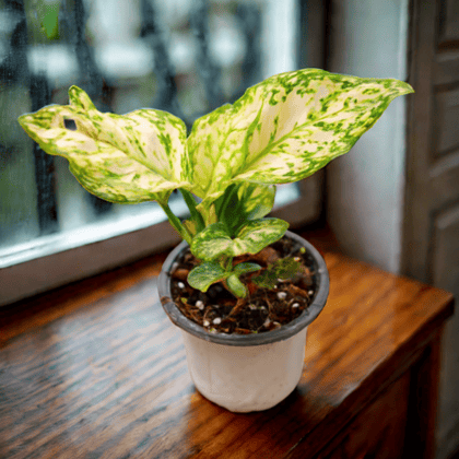 Aglaonema White in 4 Inch Nursery Pot