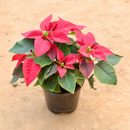 Buy Poinsettia / Christmas Flower Red in 6 Inch Nursery Pot Online | Urvann.com