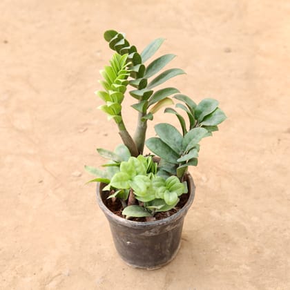 Buy Zz Twisted Green in 6 Inch Nursery Pot Online | Urvann.com