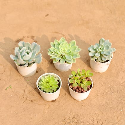 Buy Set Of 5 - Succulents (Three Echeveria, Crasulla Campfire & Lakshmi Kamal Succulent) in 3 Inch Nursery Pot Online | Urvann.com