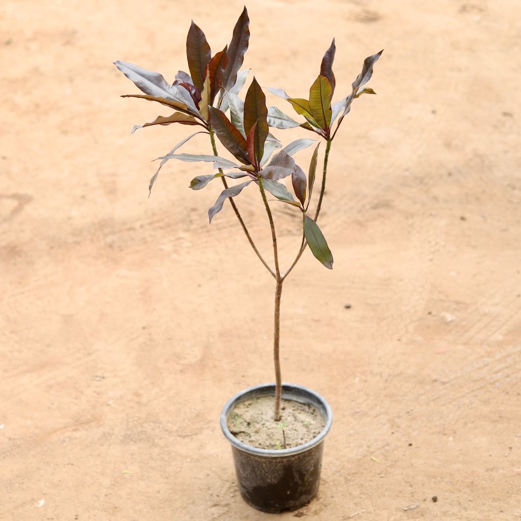 Pong Pong Champa Red in 6 Inch Nursery Pot