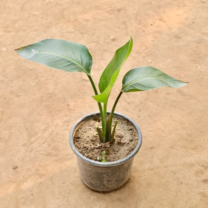 Buy Bird Of Paradise in 8 Inch Nursery Pot Online | Urvann.com