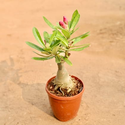 Buy Adenium Grafted (Any Colour) in 6 Inch Nursery Pot Online | Urvann.com