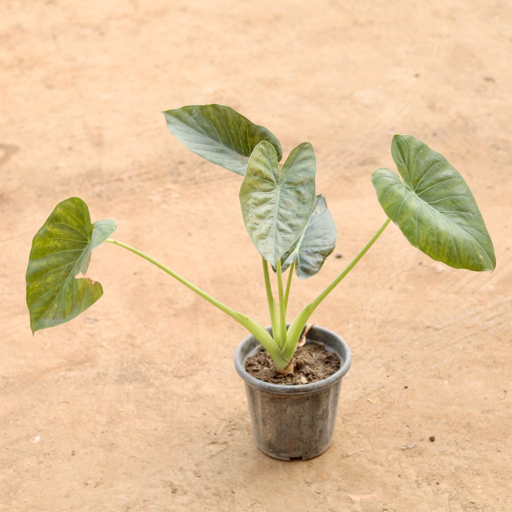 Alocasia Bambino in 8 Inch Nursery Pot