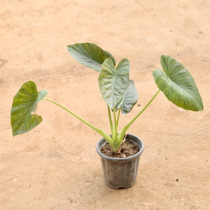 Buy Alocasia Bambino in 8 Inch Nursery Pot Online | Urvann.com