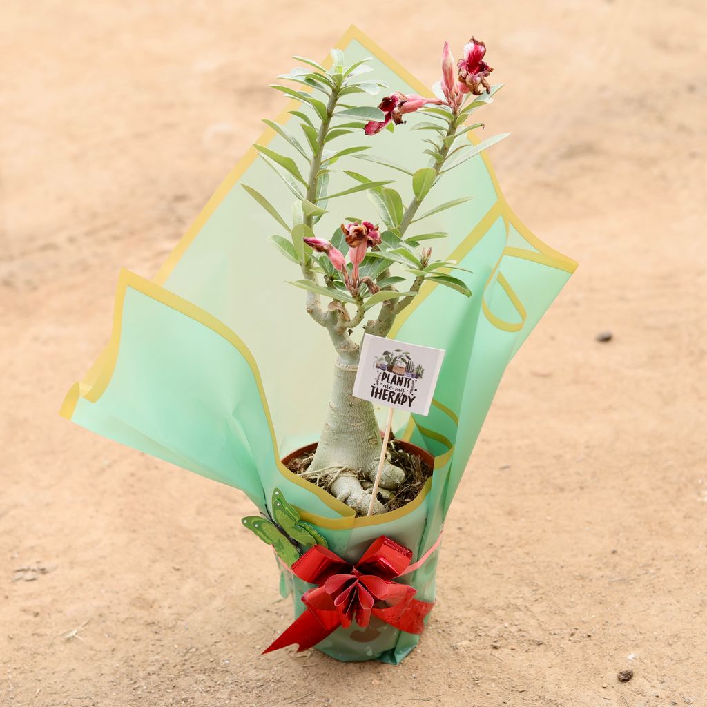 Adenium Grafted (Any Colour) in 6 Inch Gift Wrapped Nursery Pot