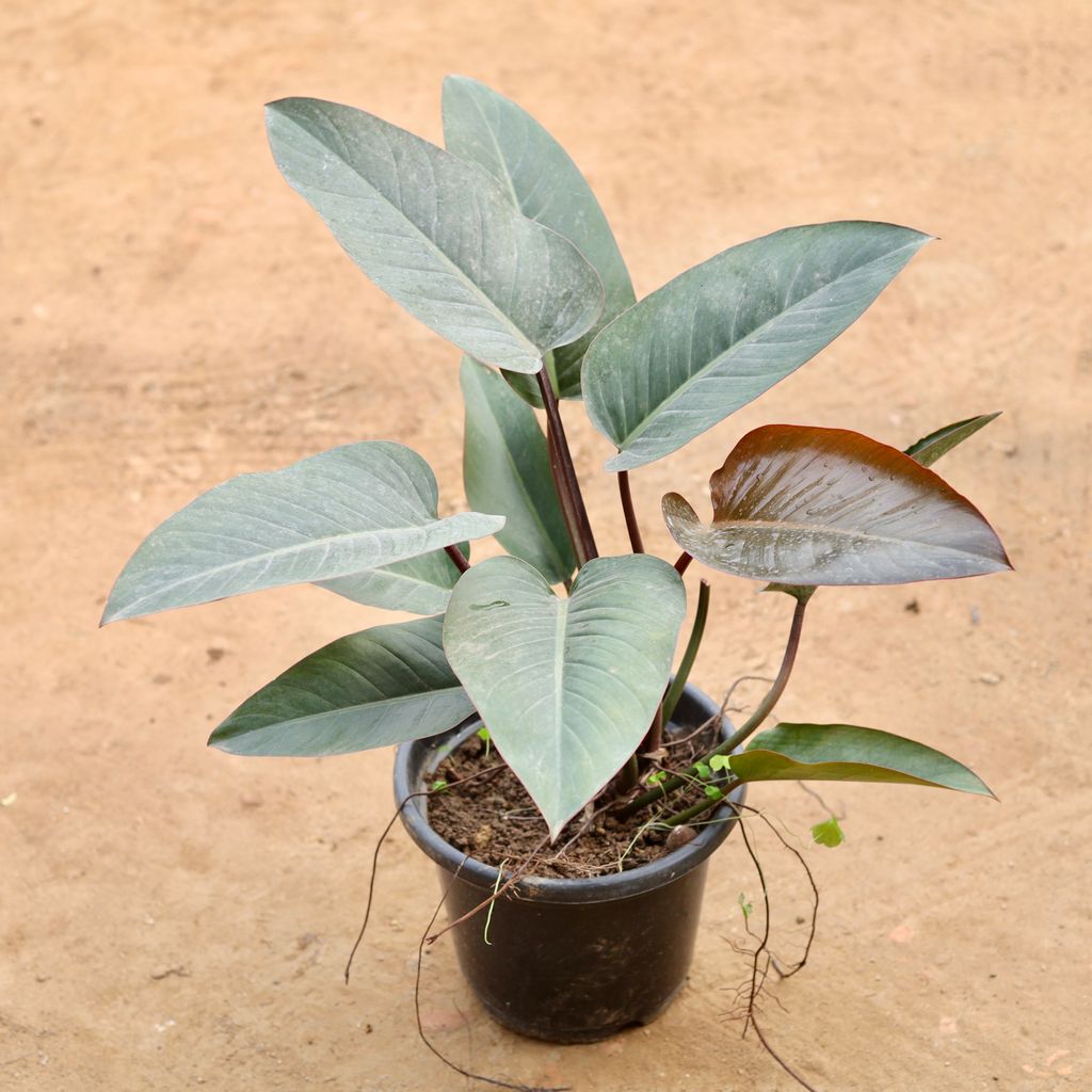 Philodendron Red in 10 Inch Nursery Pot