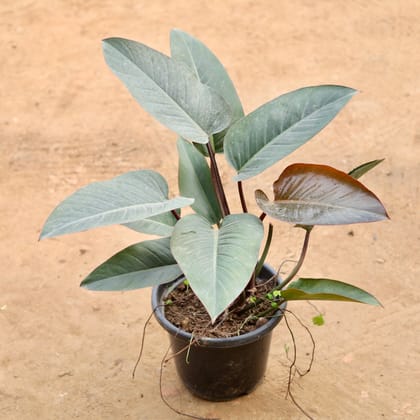 Buy Philodendron Red in 10 Inch Nursery Pot Online | Urvann.com