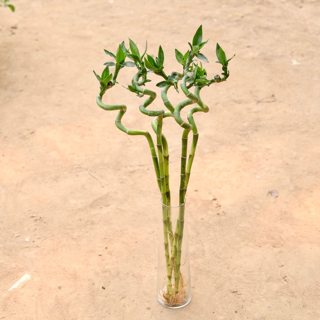 Set Of 5 - Spiral Bamboo (~ 60 Cm) Without Pot