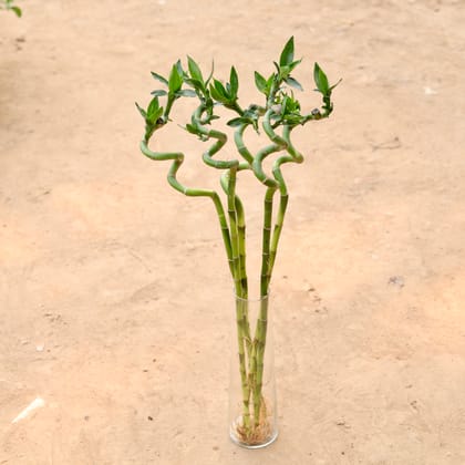 Buy Set Of 5 - Spiral Bamboo (~ 60 Cm) Without Pot Online | Urvann.com