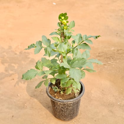 Buy Dahlia (Any Colour) in 8 Inch Nursery Pot Online | Urvann.com