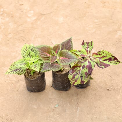 Buy Set Of 3 - Coleus (Any Colour & Design) in 4 Inch Nursery Bag Online | Urvann.com