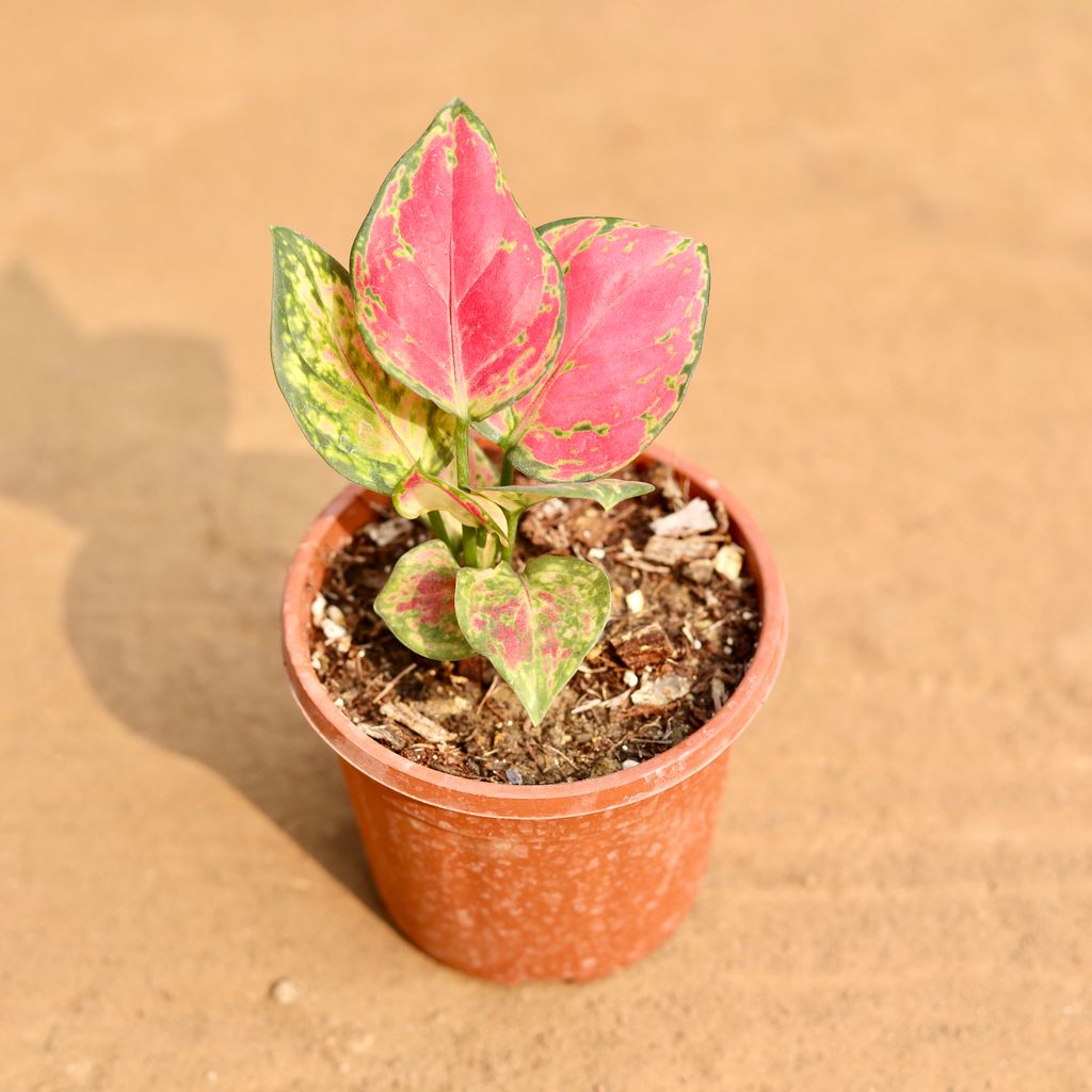 Aglaonema Red Ruby in 4 Inch Nursery Pot