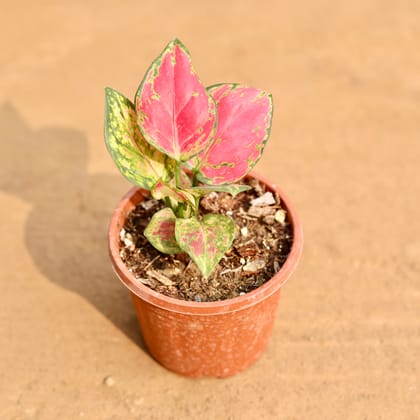 Buy Aglaonema Red Ruby in 4 Inch Nursery Pot Online | Urvann.com